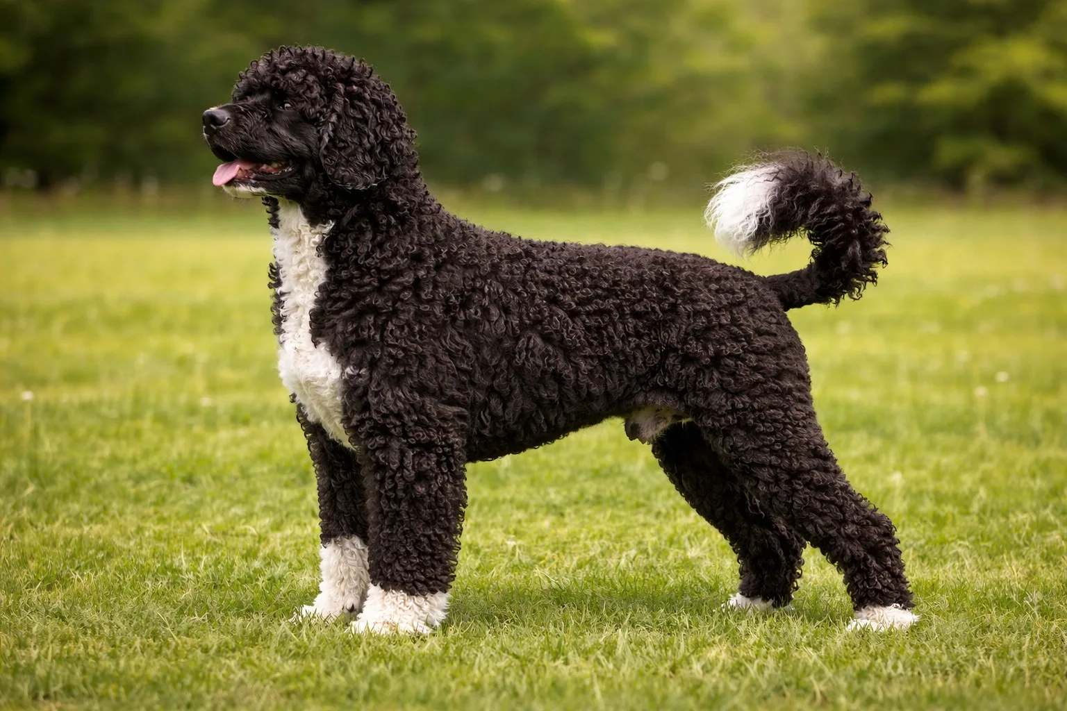 Simba — Portekiz Su Köpeği (Portuguese Water Dog)