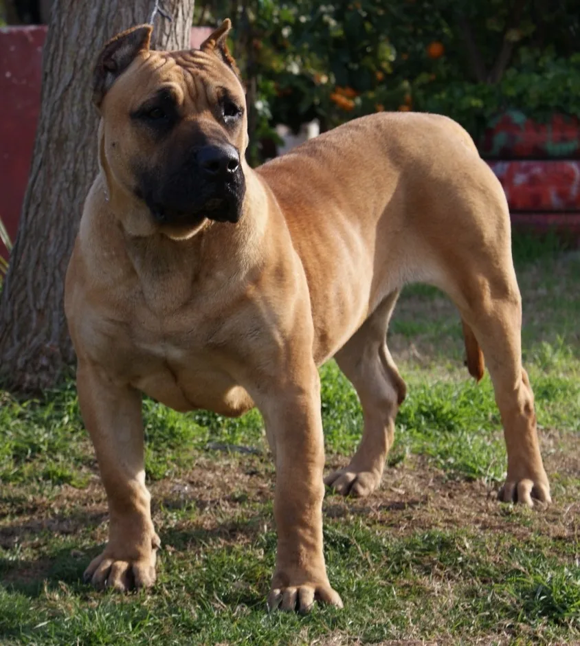 Kaptan — Presa Canario