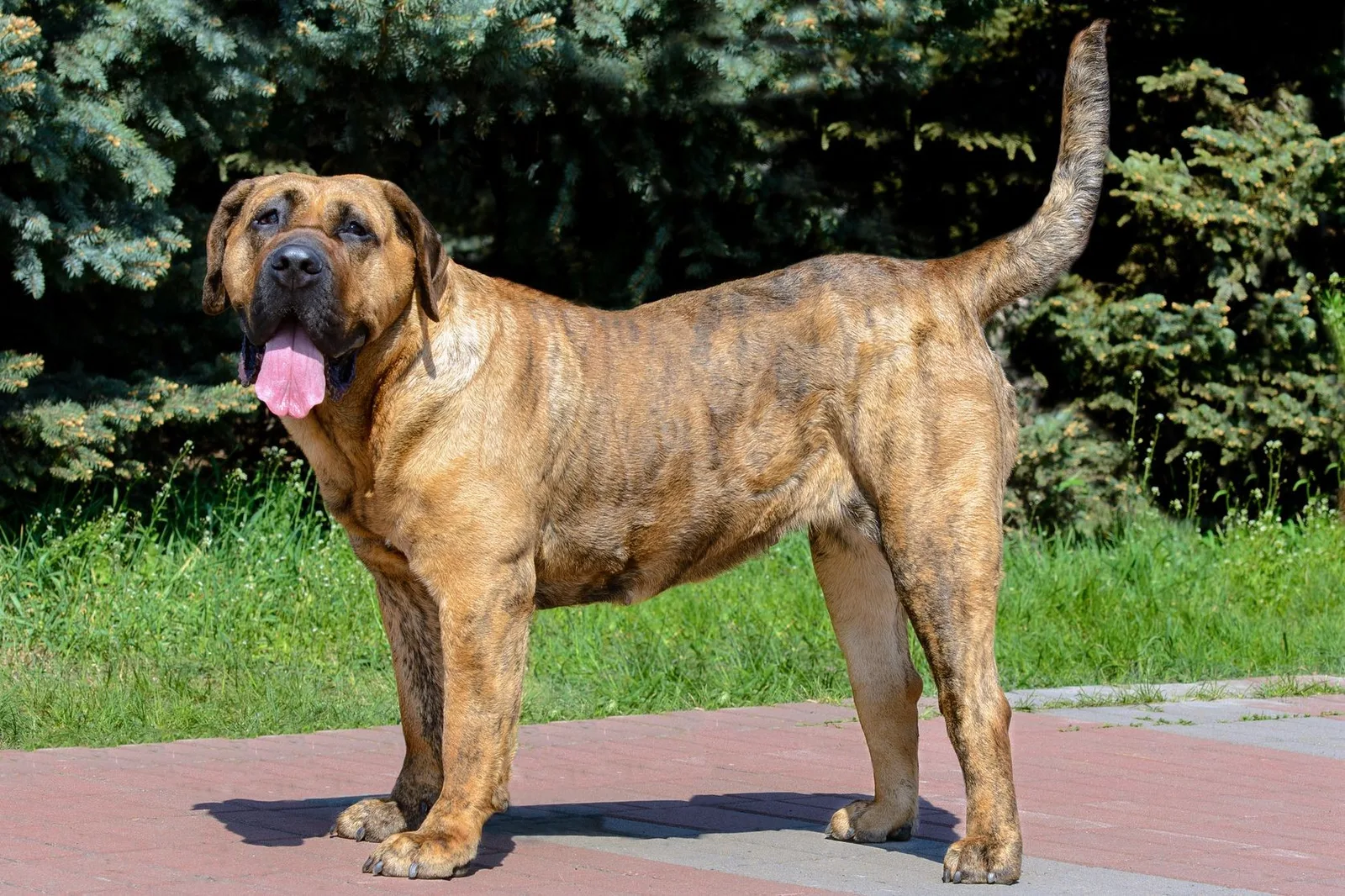 Coco — Presa Canario