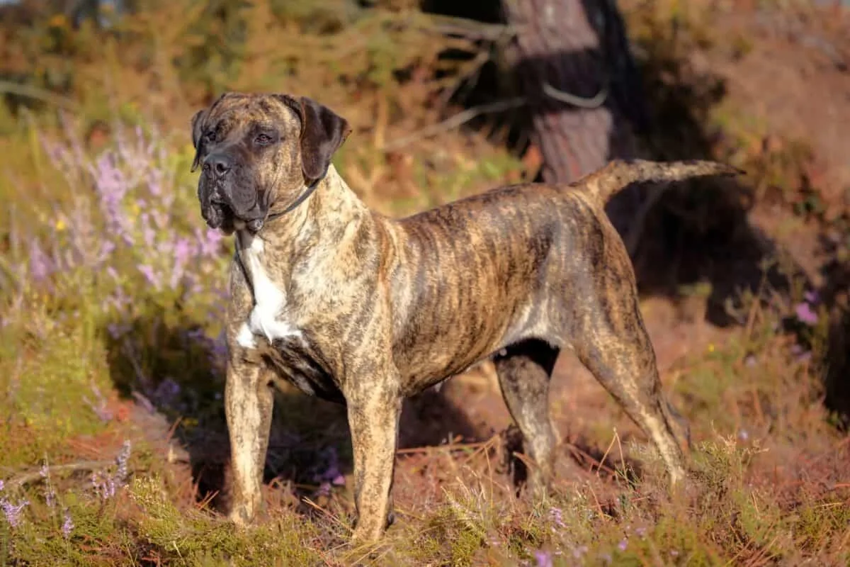 Barut — Presa Canario