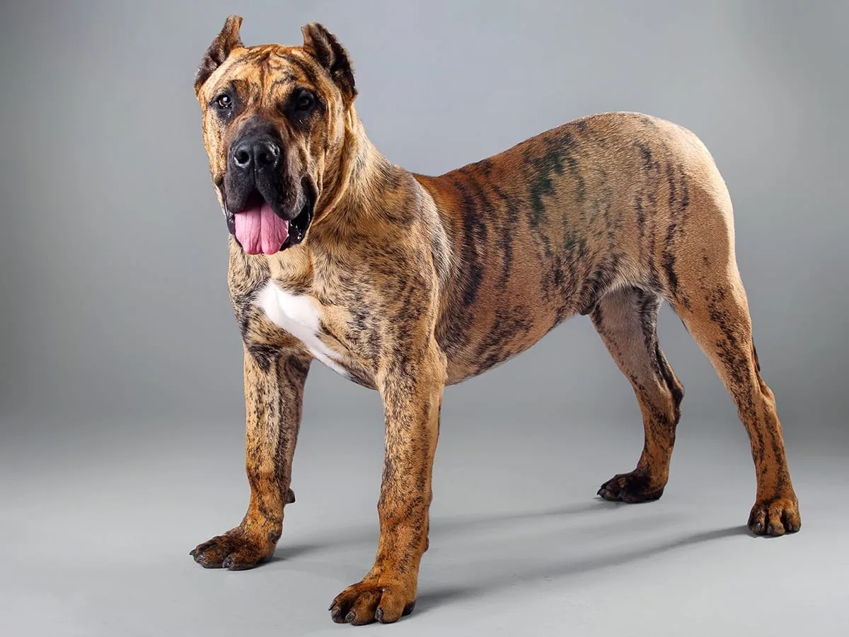 Pamuk — Presa Canario