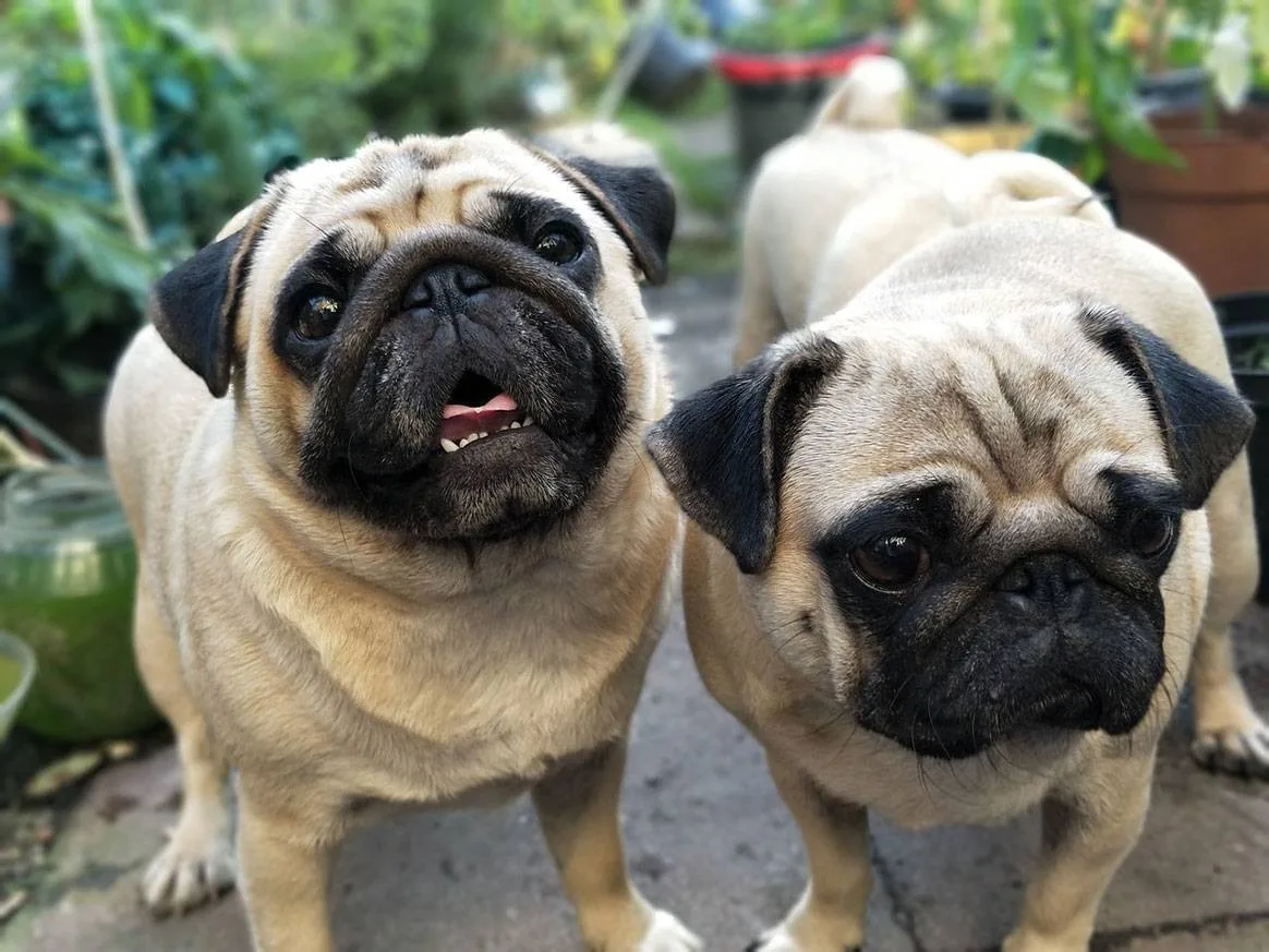 Milo — Pug