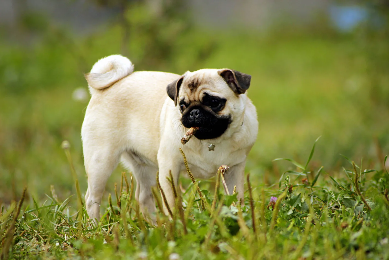 Kaplan — Pug
