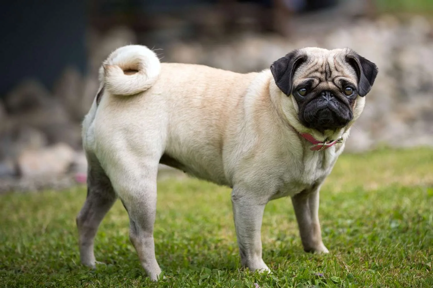 Fırtına — Pug