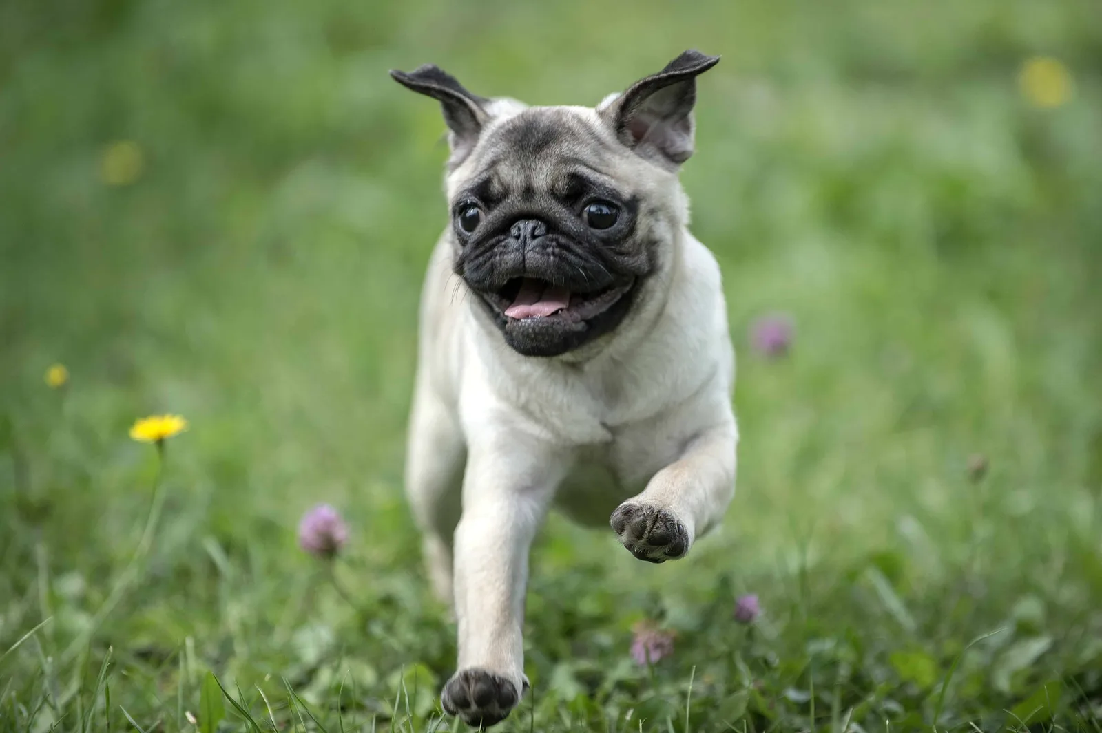 Pati — Pug