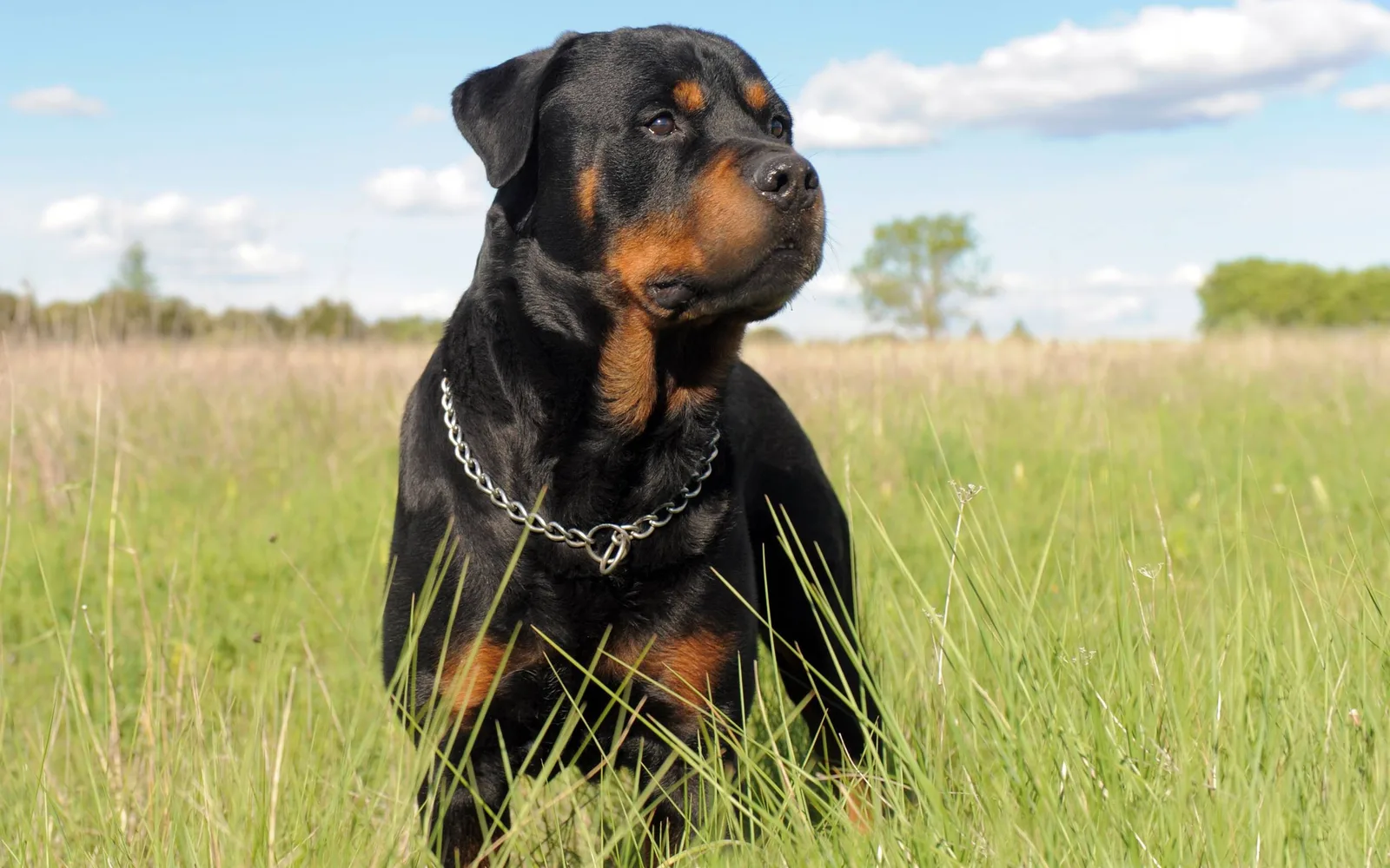 Barut — Rottweiler