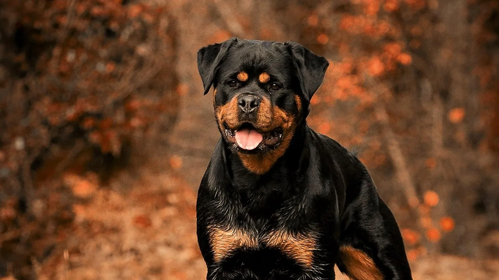 Bey — Rottweiler