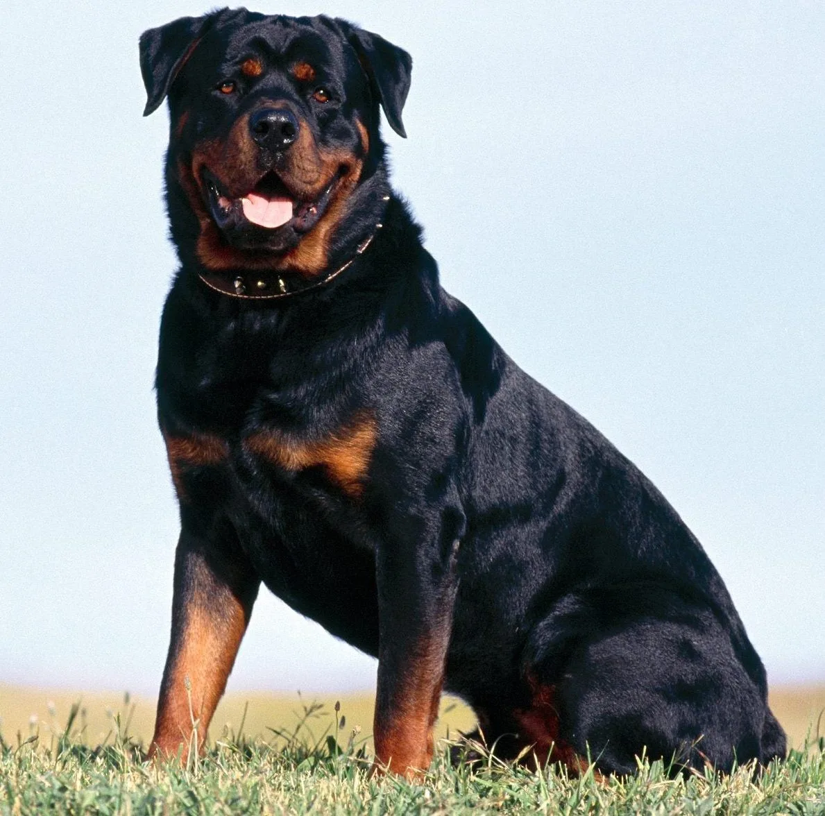 Bulut — Rottweiler