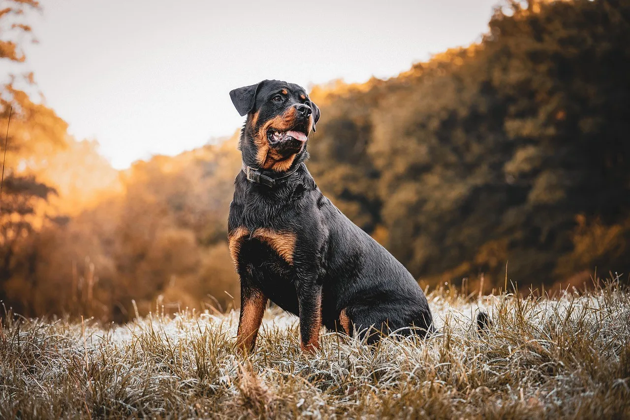 Leo — Rottweiler