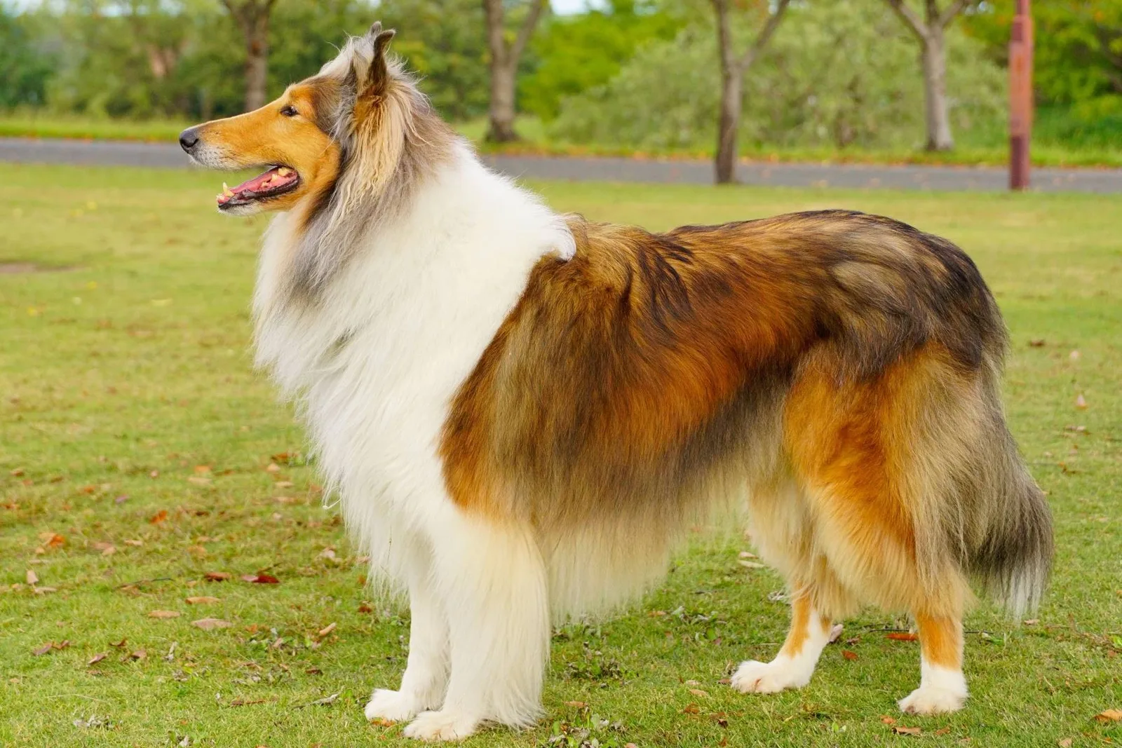 Leblebi — Rough Collie