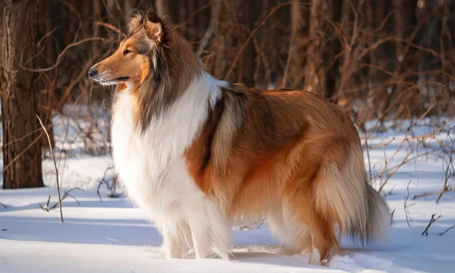 Maya — Rough Collie
