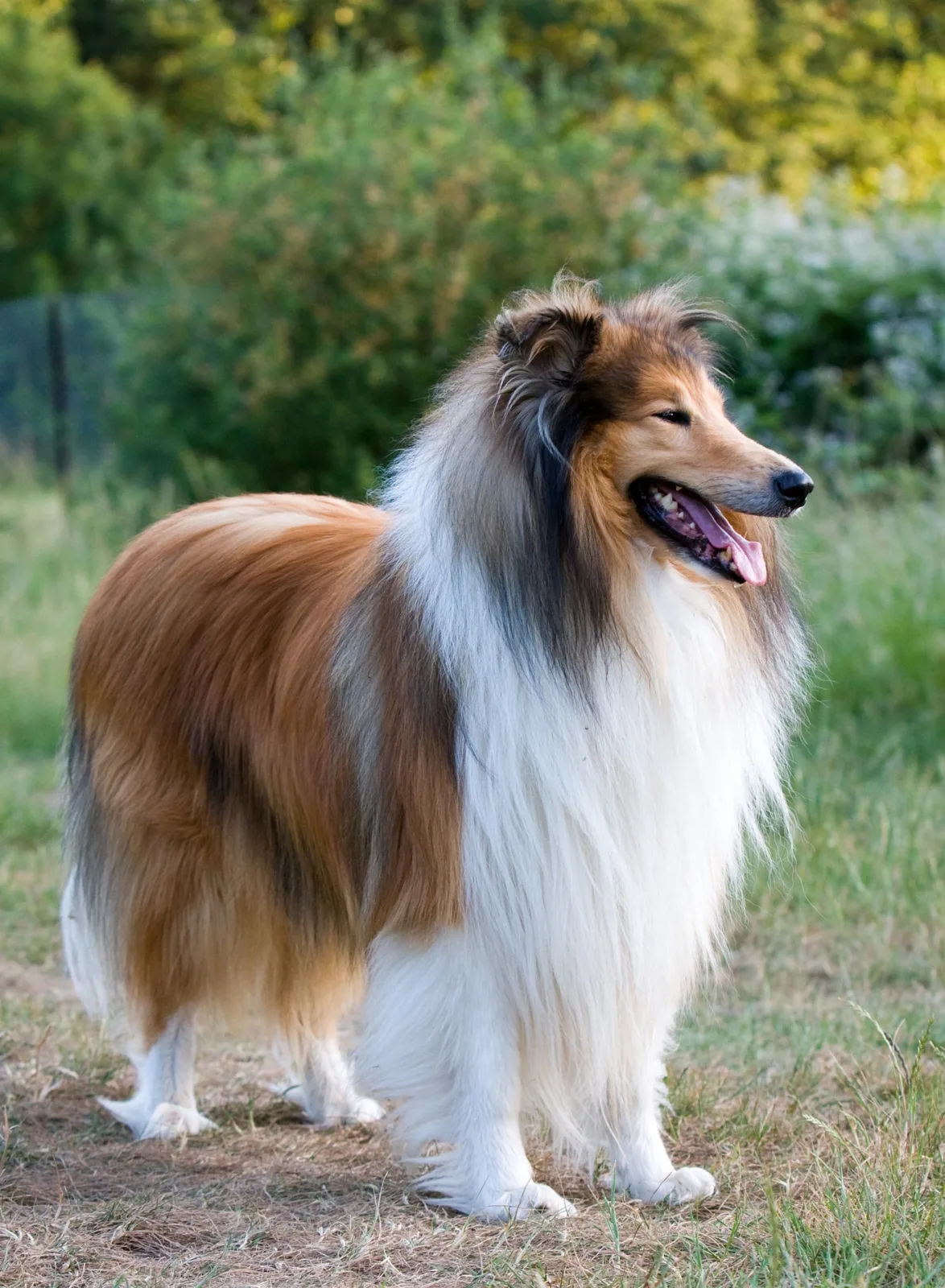 Atlas — Rough Collie
