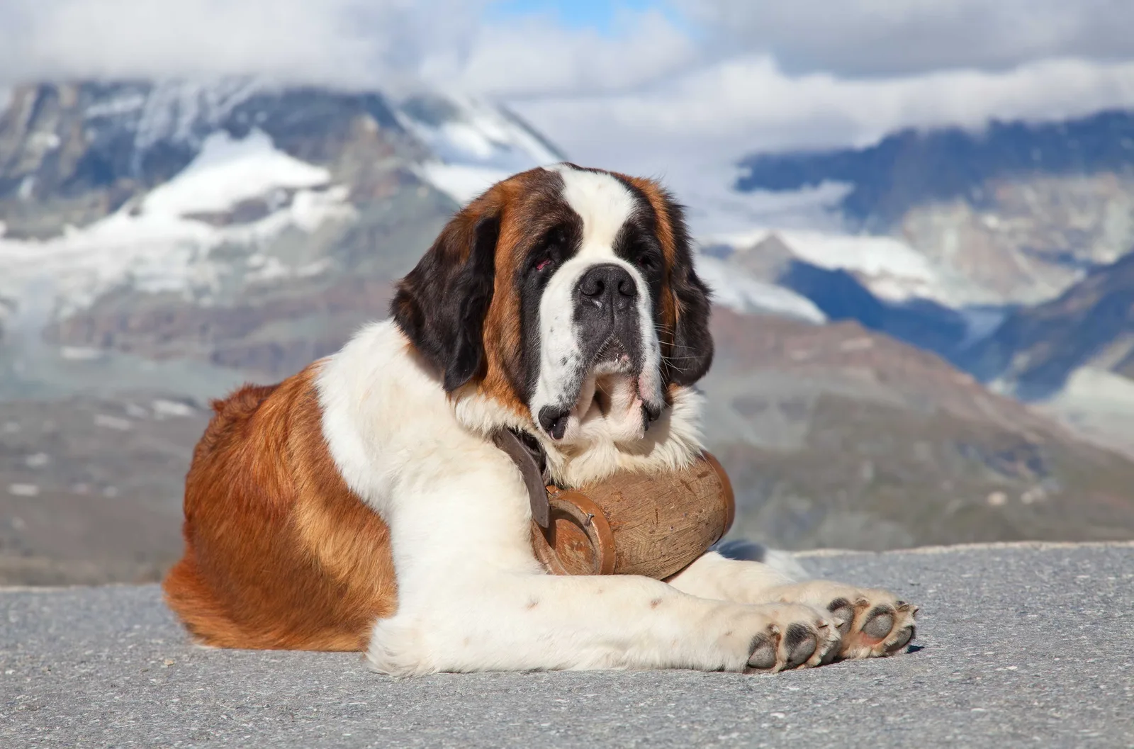 Şah — Saint Bernard