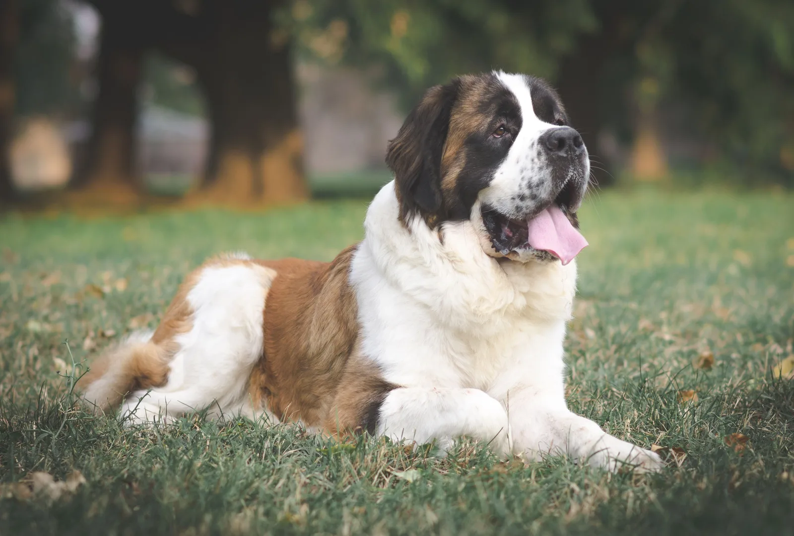 Hektor — Saint Bernard