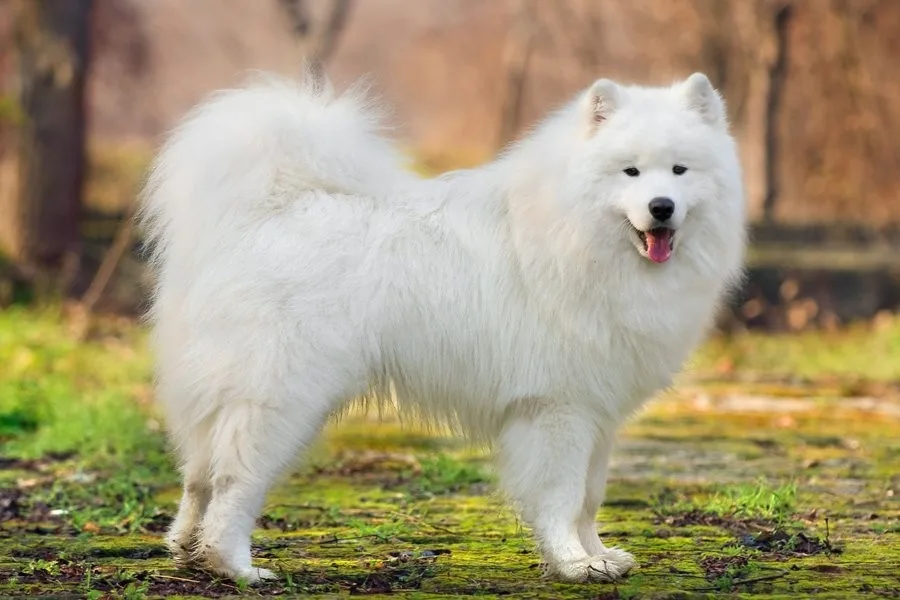 Safir — Samoyed