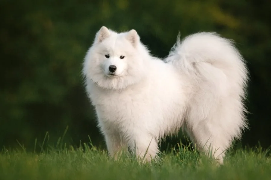 Nar — Samoyed