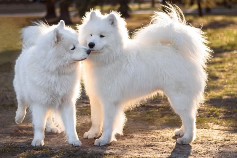 Leblebi — Samoyed