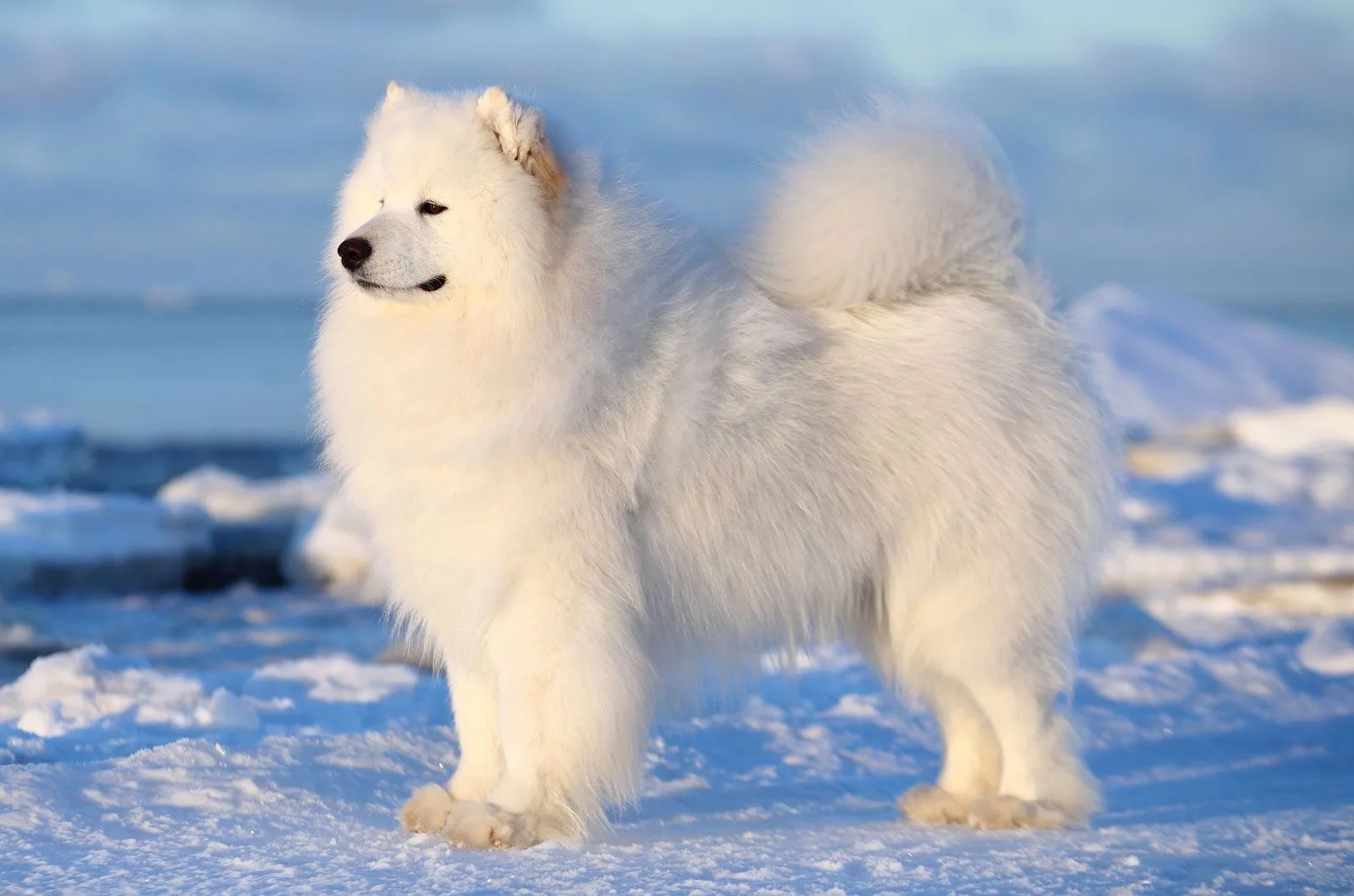 Deniz — Samoyed
