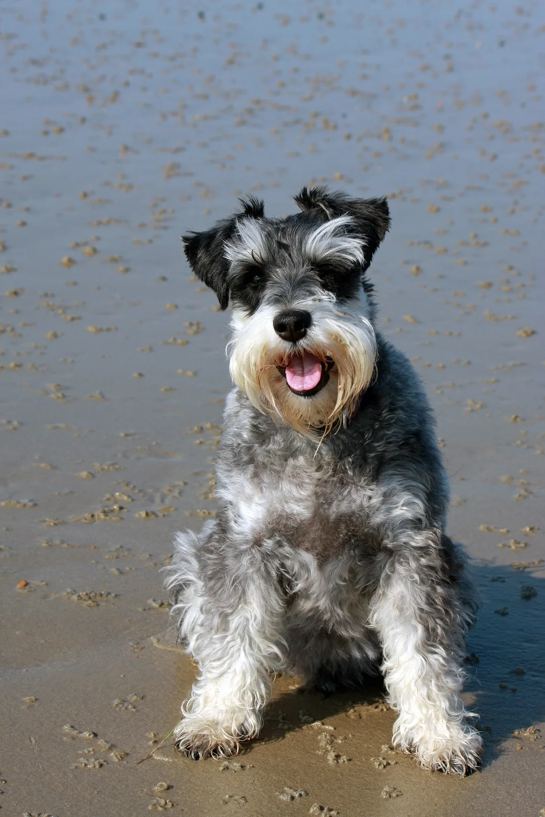 Deniz — Schnauzer