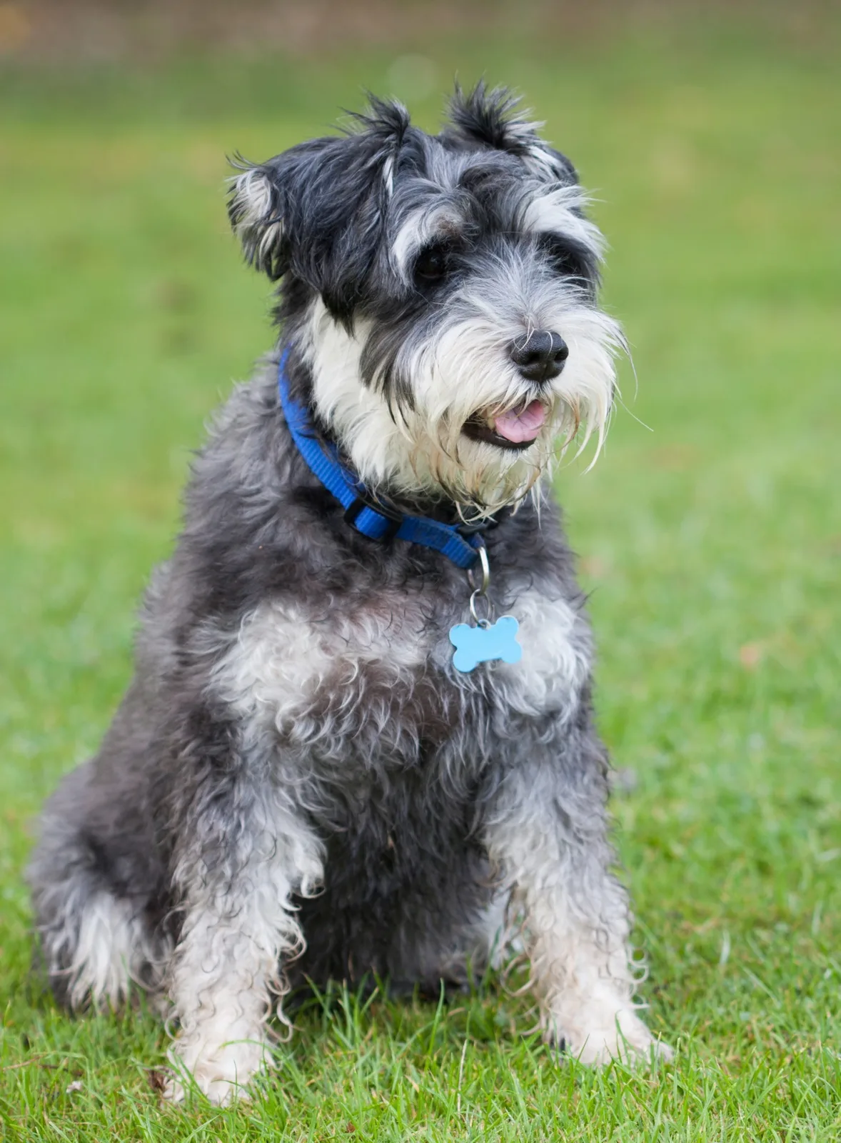 Atlas — Schnauzer