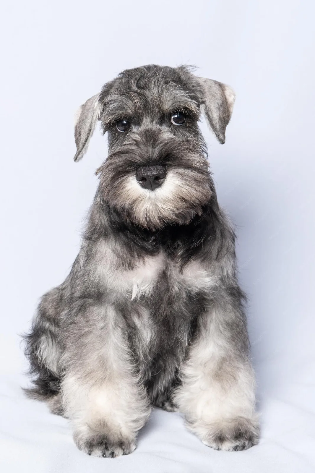 Lokum — Schnauzer