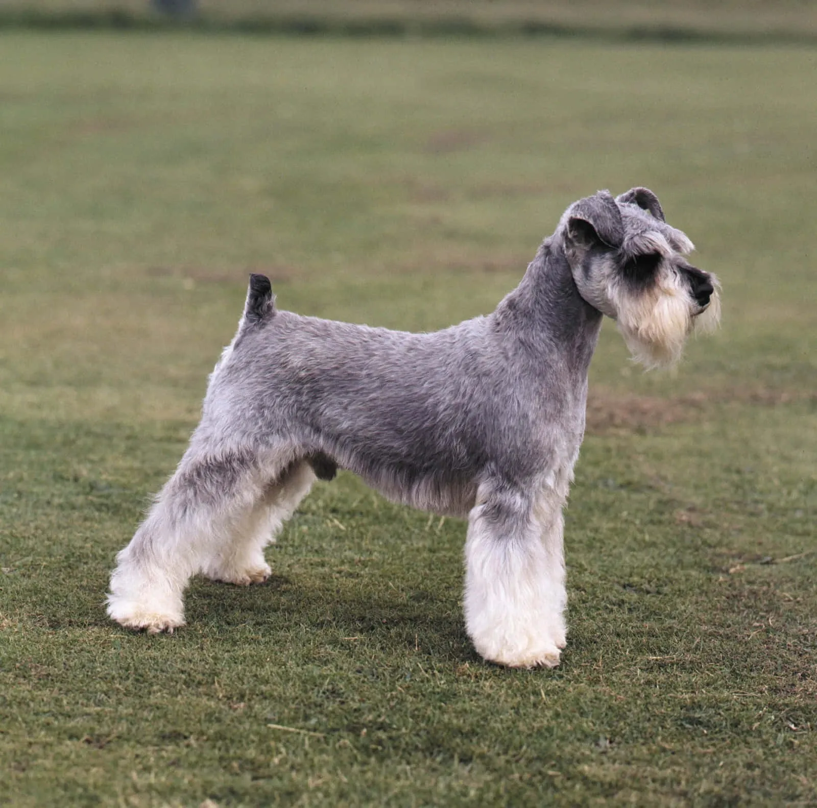 Güneş — Schnauzer