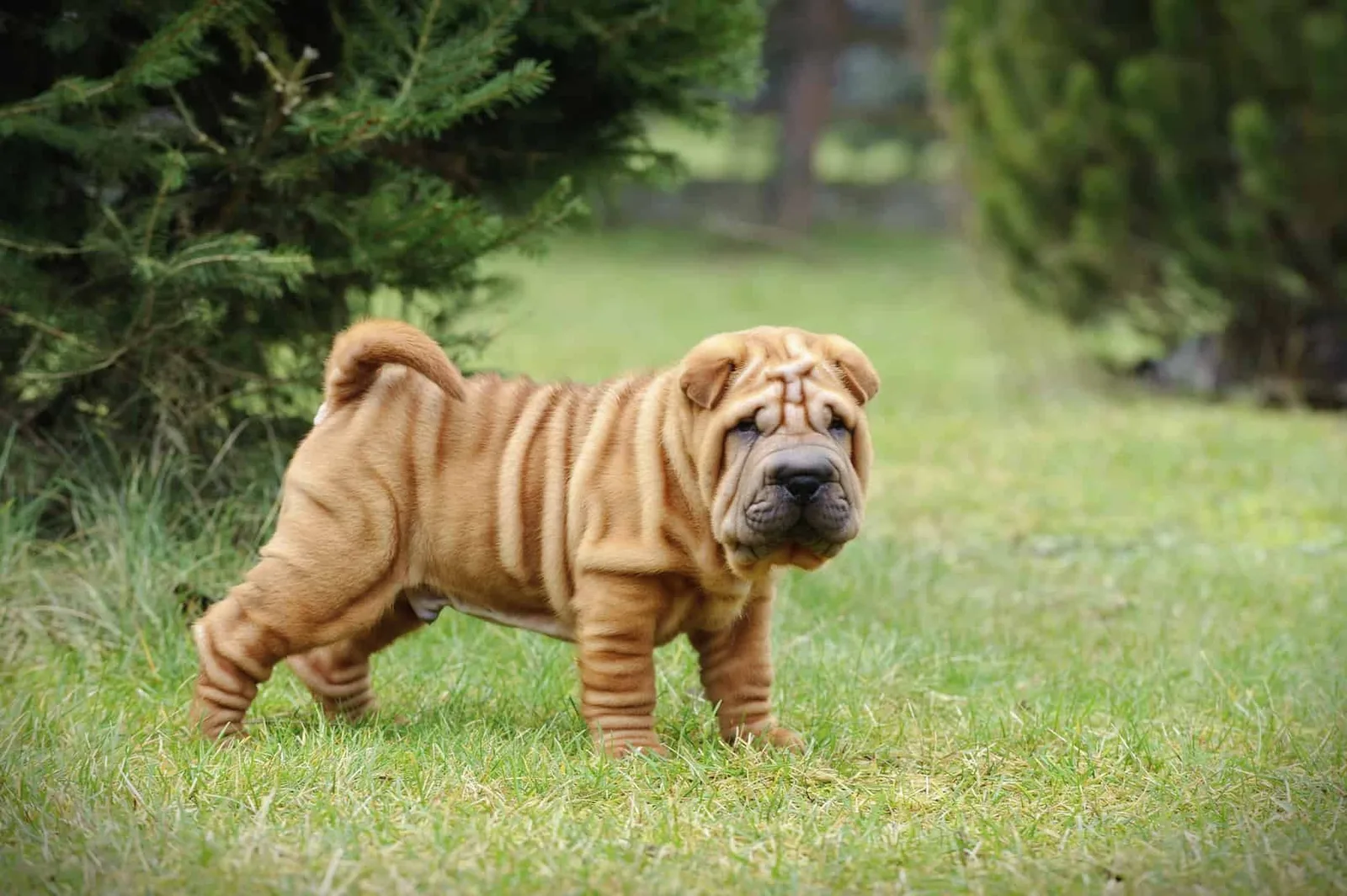 Kaplan — Shar Pei (Şar Pey)