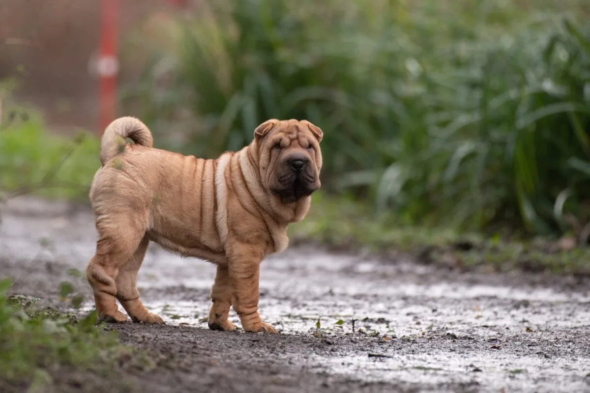 Balto — Shar Pei (Şar Pey)
