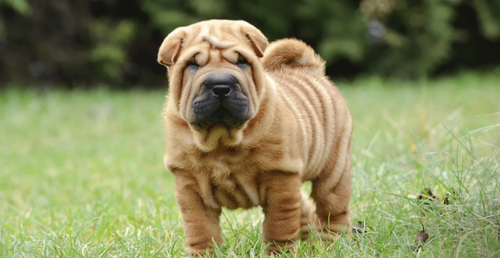Kar — Shar Pei (Şar Pey)
