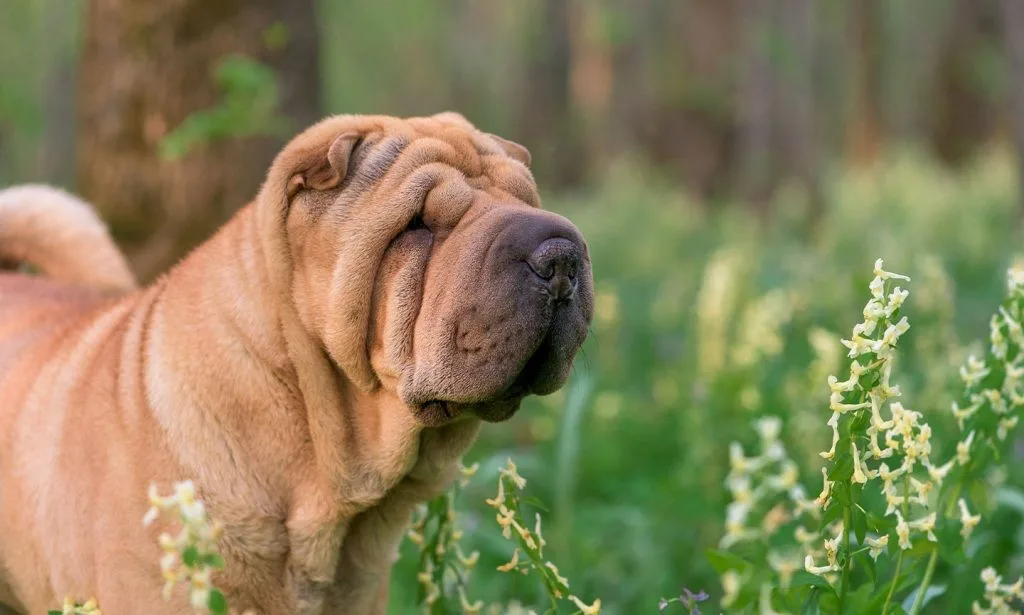 Ares — Shar Pei (Şar Pey)