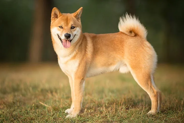 Duman — Shiba Inu