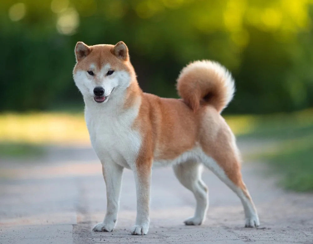 Kasırga — Shiba Inu