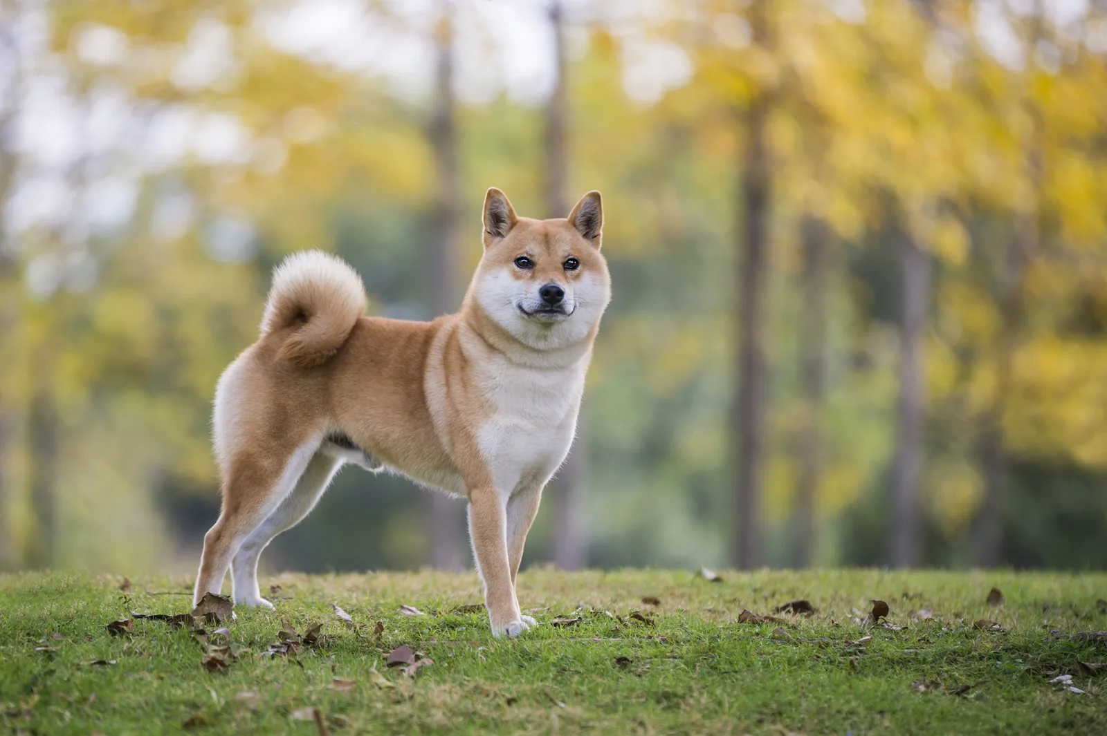 Leo — Shiba Inu