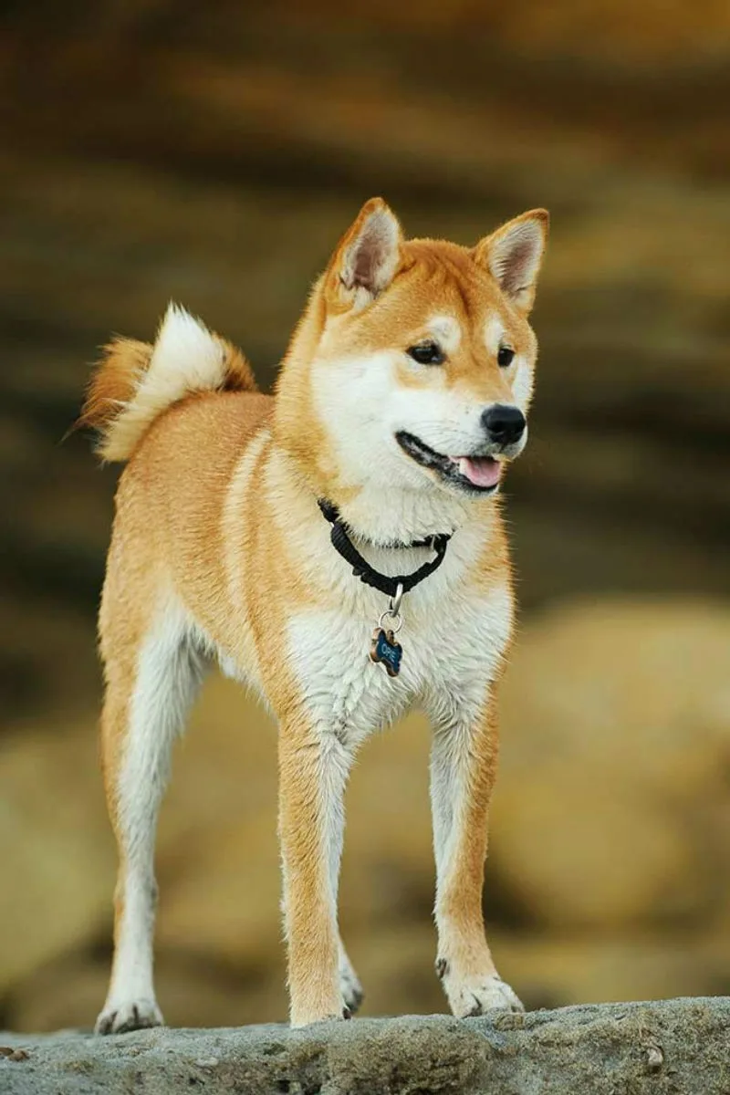 Atlas — Shiba Inu