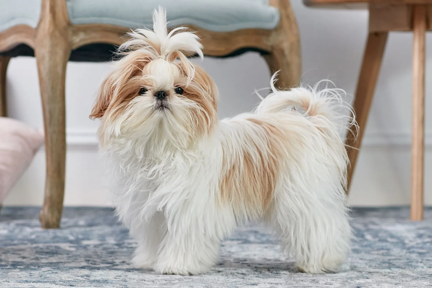 Pati — Shih Tzu