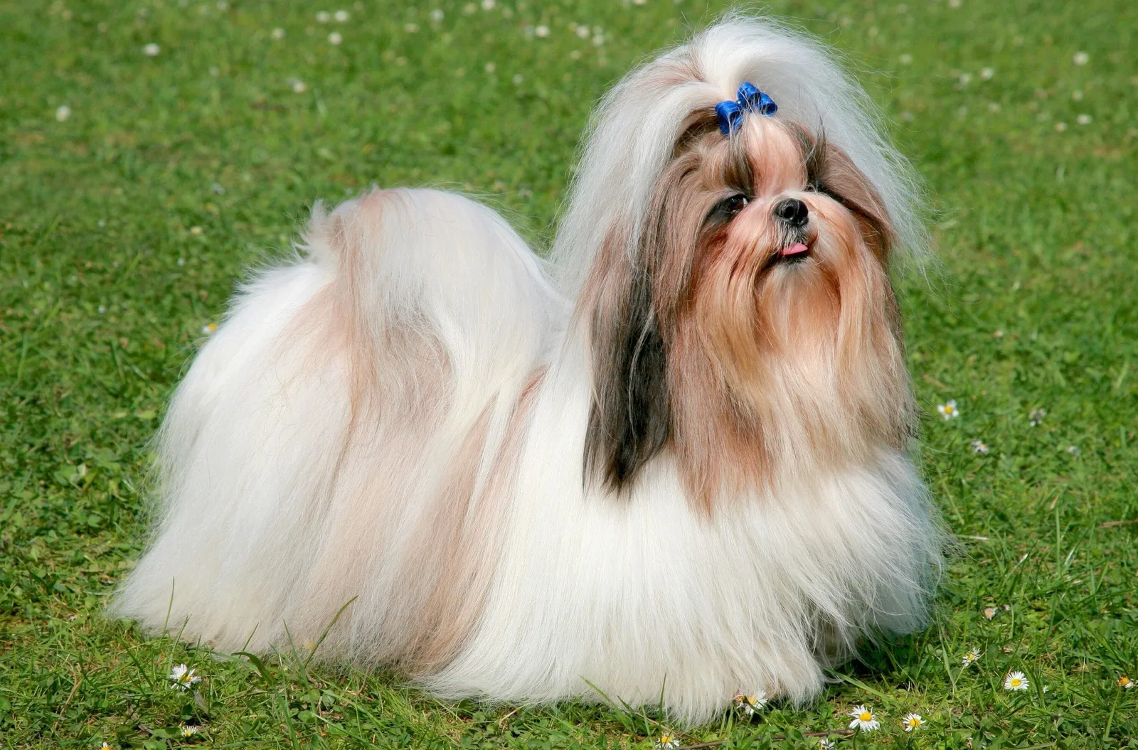 Pamuk — Shih Tzu