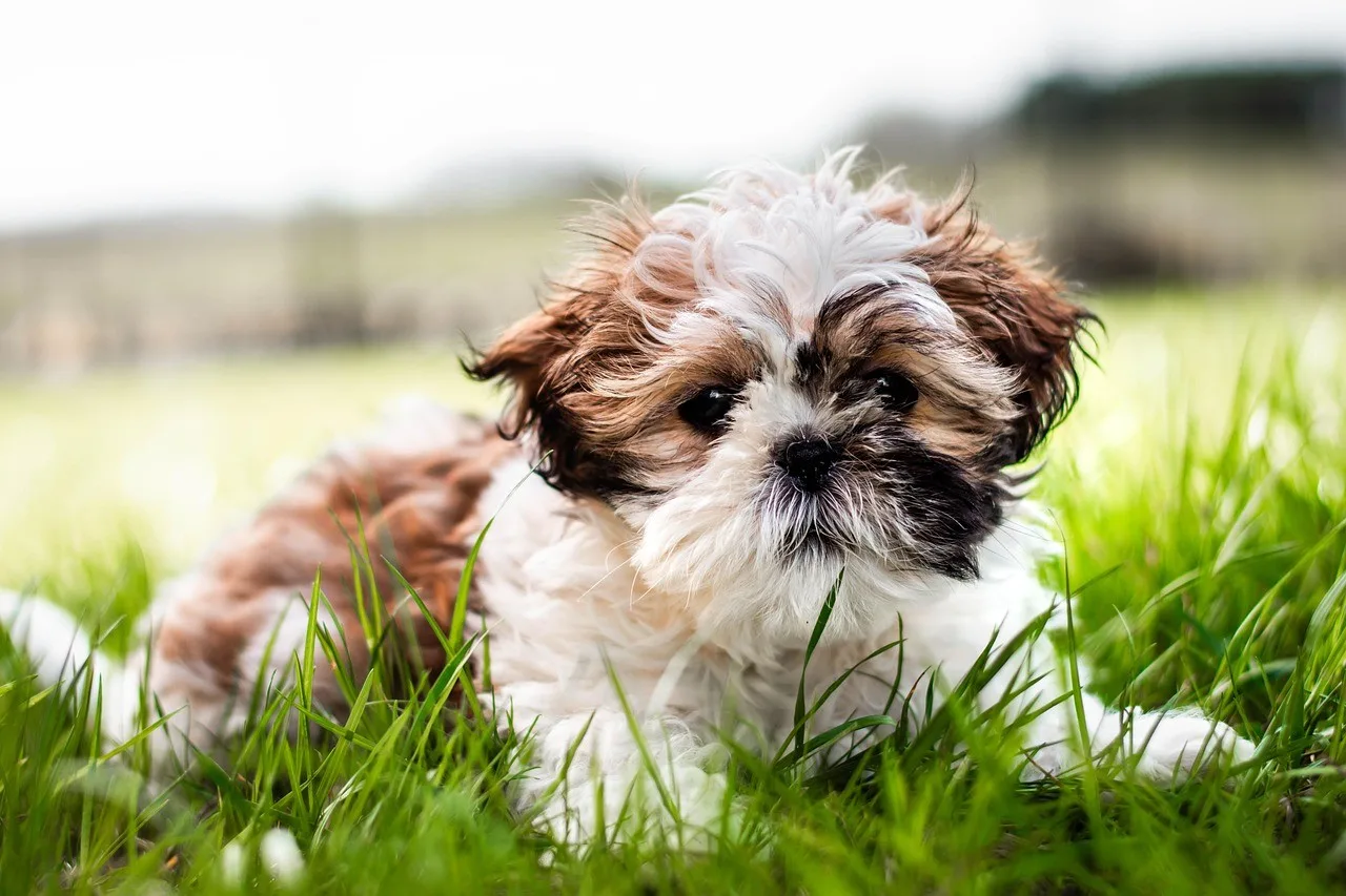 Çomar — Shih Tzu