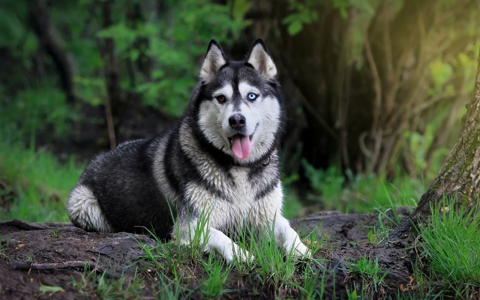 Karabaş — Sibirya Kurdu (Husky)
