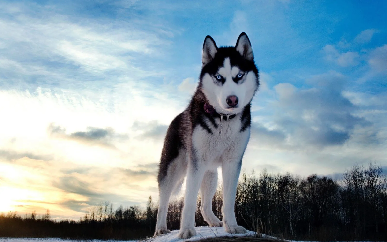 Bobi — Sibirya Kurdu (Husky)