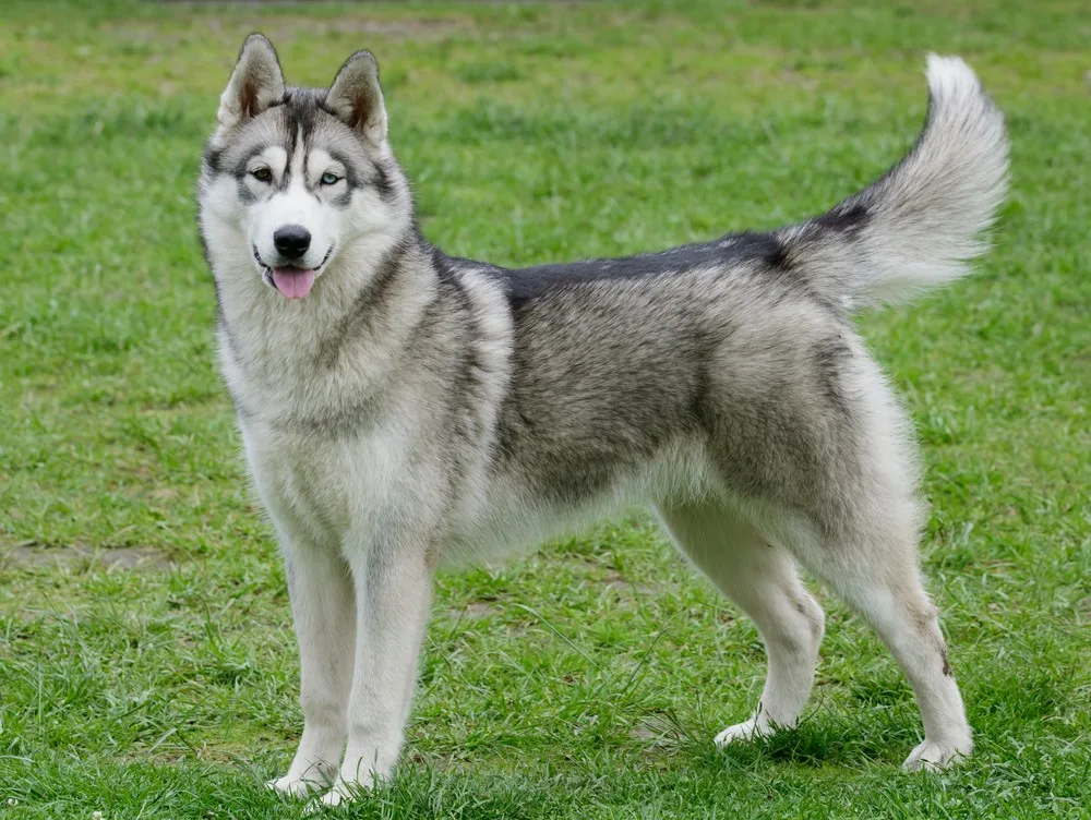 Atlas — Sibirya Kurdu (Husky)