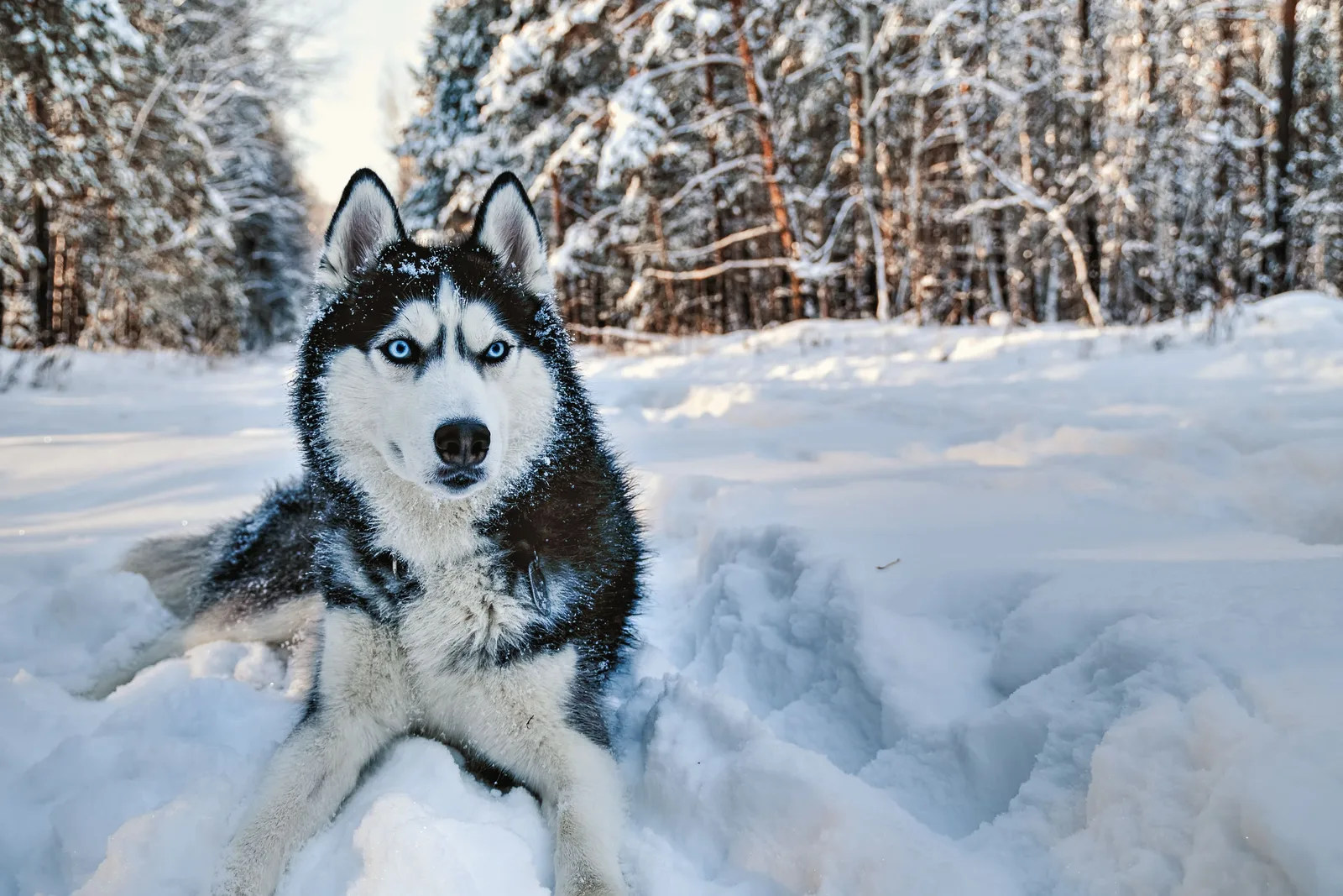 Yağmur — Sibirya Kurdu (Husky)