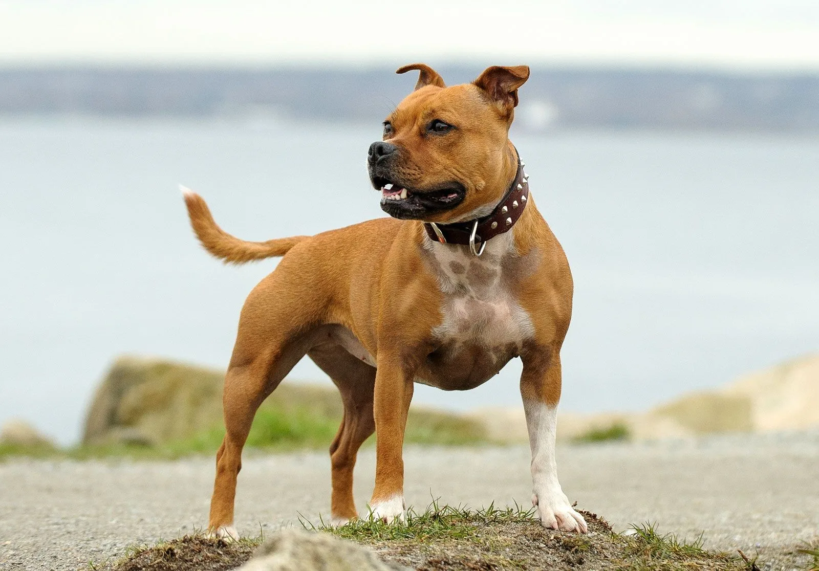 Poyraz — Staffordshire Bull Terrier