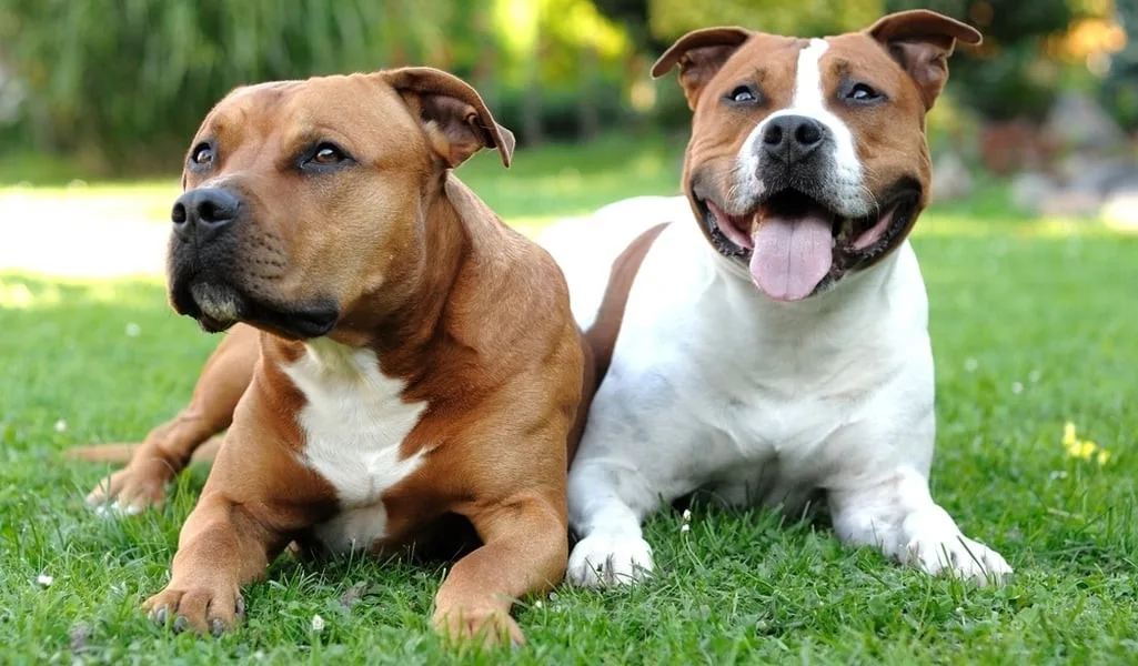 Roxy — Staffordshire Bull Terrier