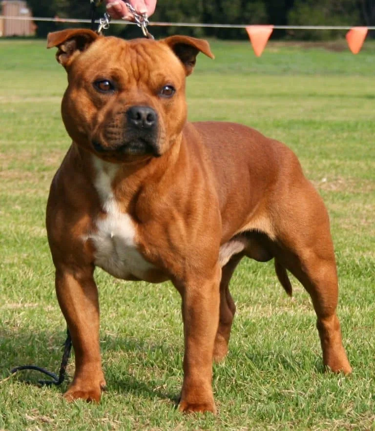 Ponçik — Staffordshire Bull Terrier