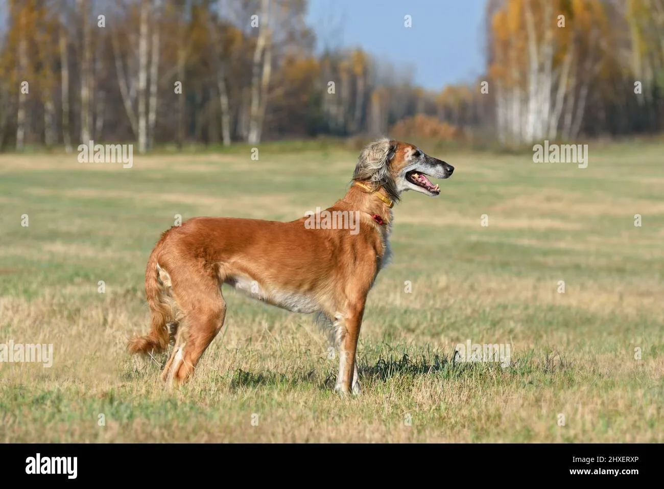 Sultan — Tazı (Greyhound)