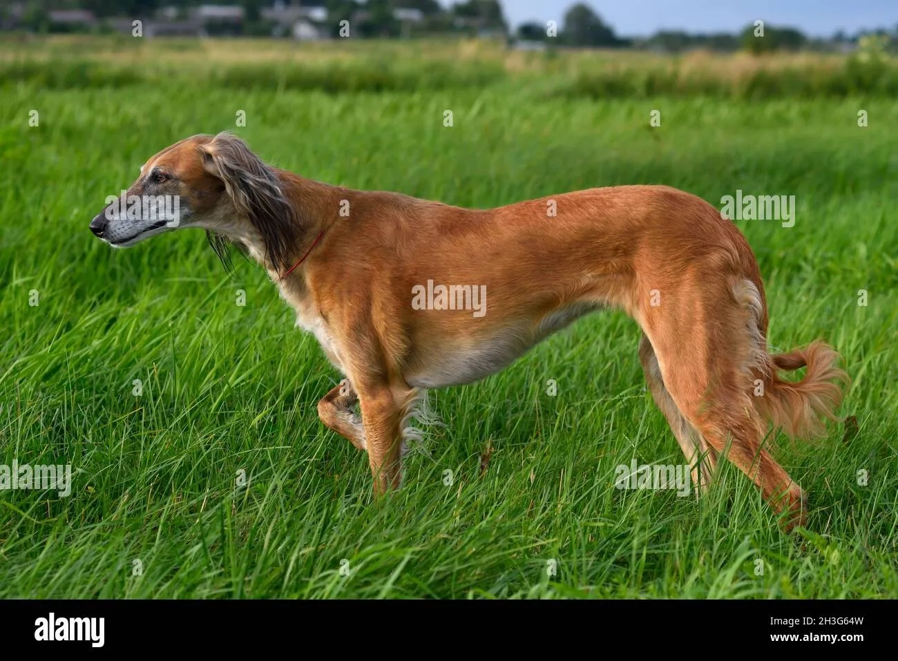 Kasırga — Tazı (Greyhound)
