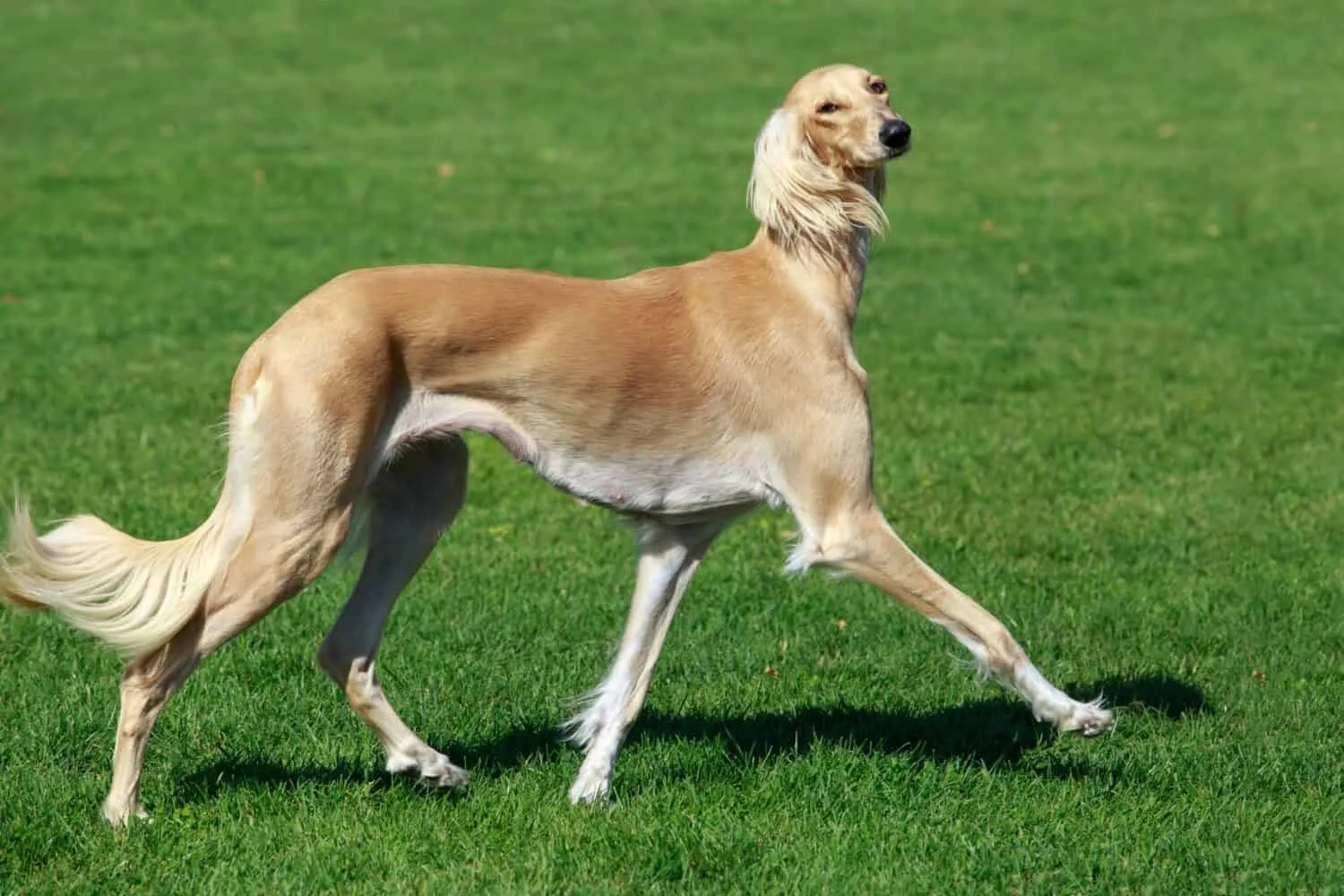 Bora — Tazı (Greyhound)