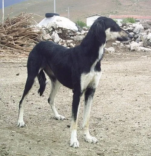 Fındık — Tazı (Greyhound)