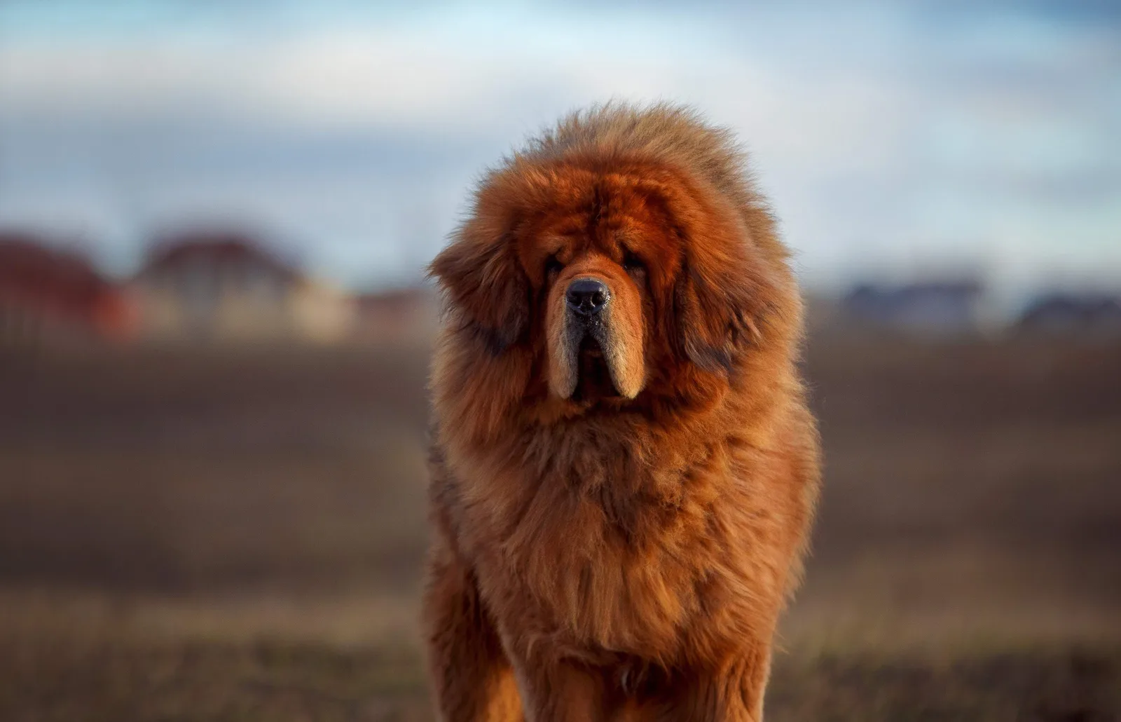Barut — Tibet Mastifi (Tibetan Mastiff)