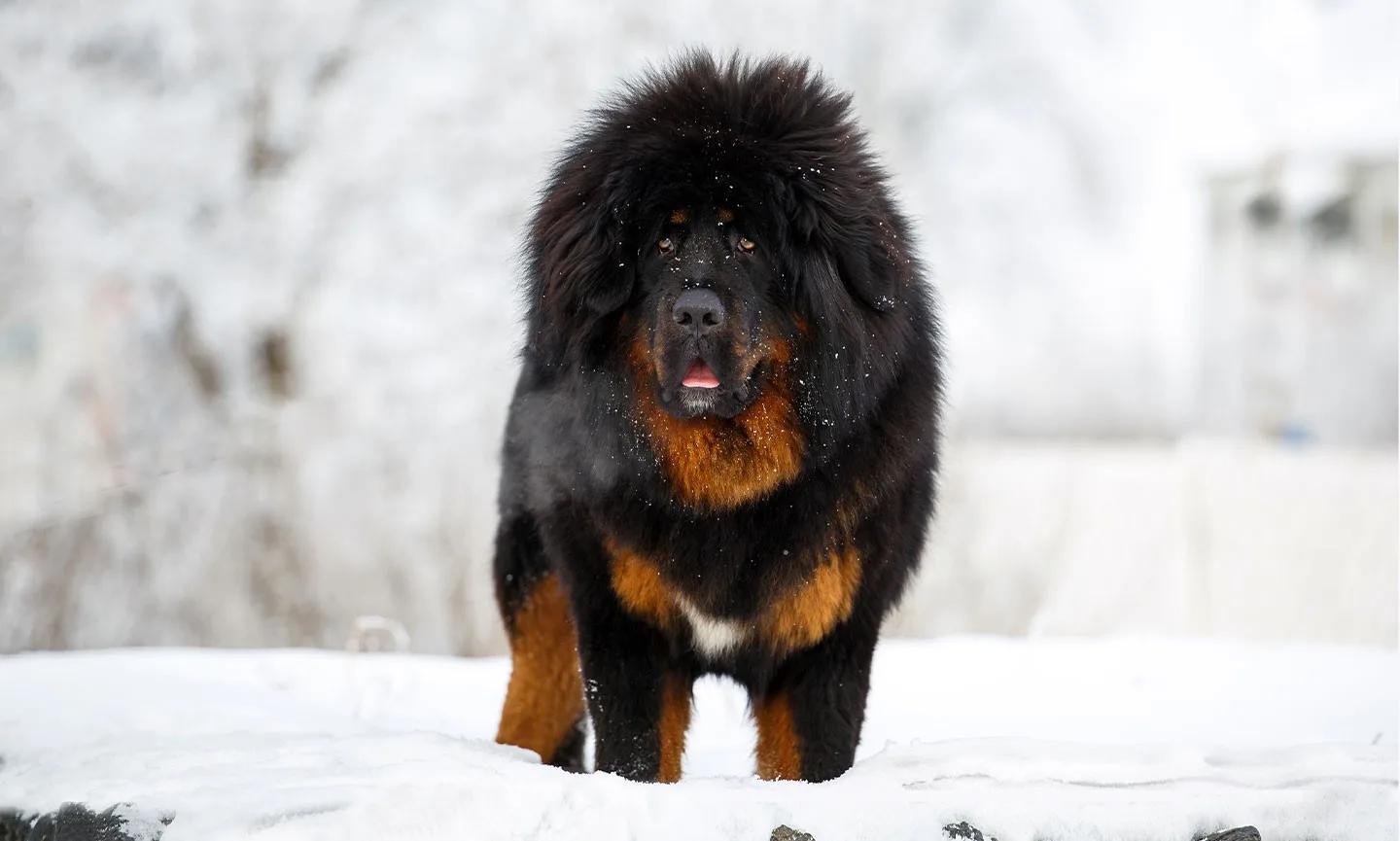 Kaplan — Tibet Mastifi (Tibetan Mastiff)